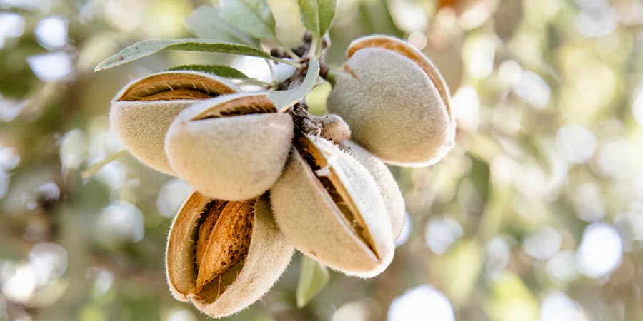 Beneficios de consumir almendras