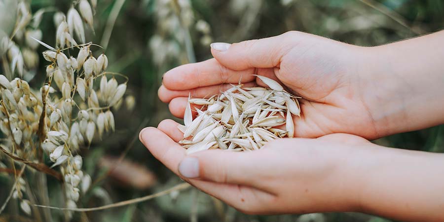 Beneficios de incluir avena en la alimentación