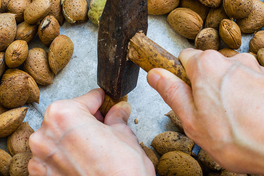 abriendo almendras martillo