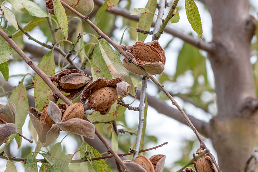 fruto almendro listo recoger