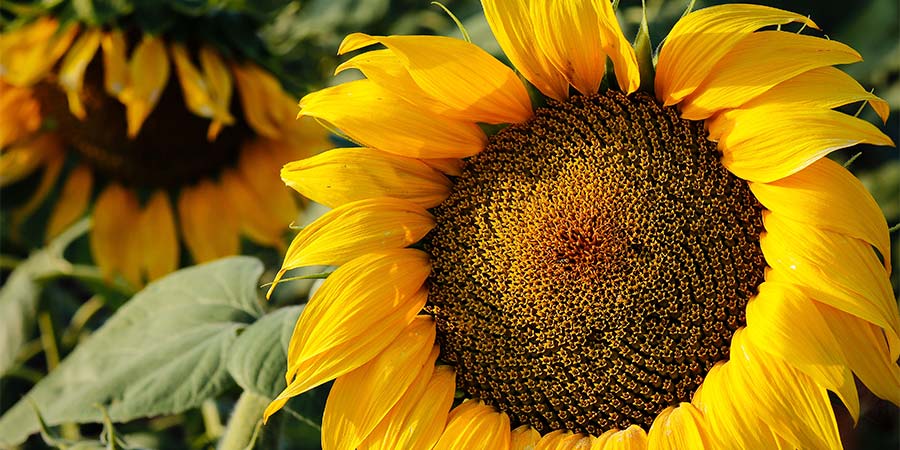 pipas girasol saludables