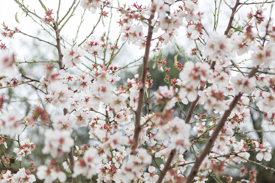 varias ramas almendros en flor